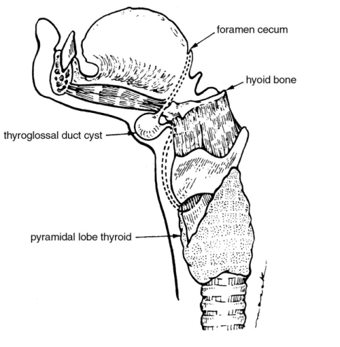 path of thyroglossal duct