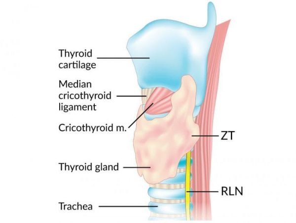 Tubercle of Zuckerkandl - Dr Sanu P Moideen