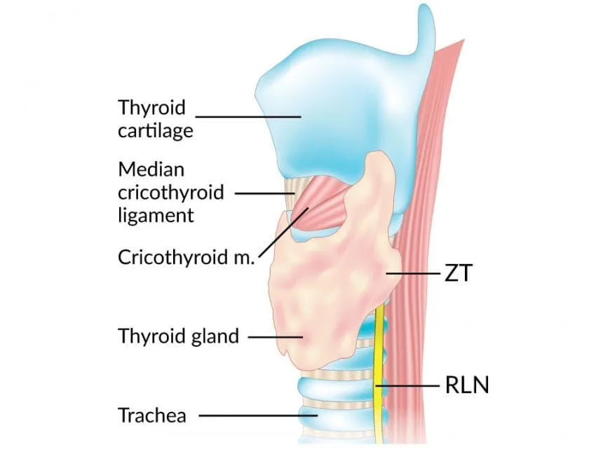 Tubercle of Zuckerkandl