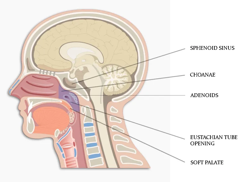 anatomy of nasopharynx