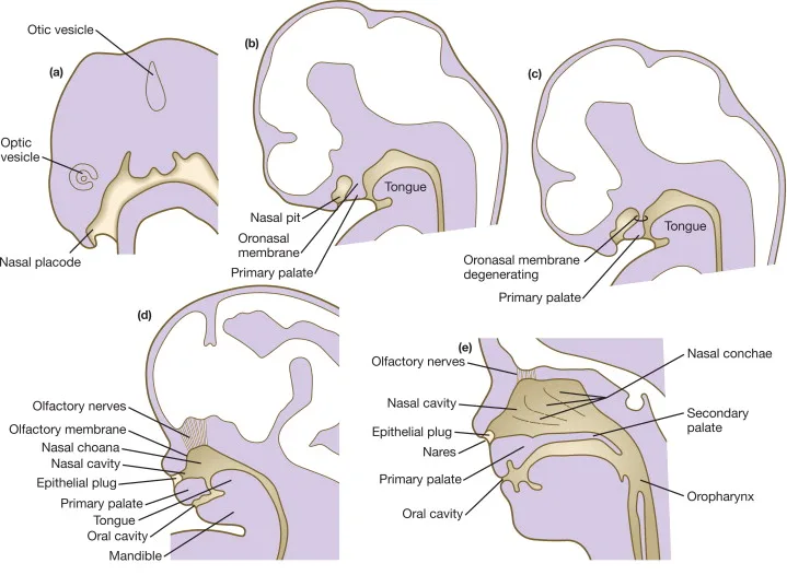 Embryological development for face