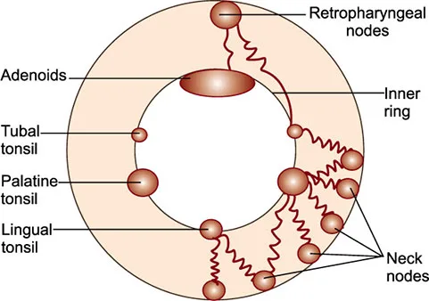 Waldeyer's inner and outer ring