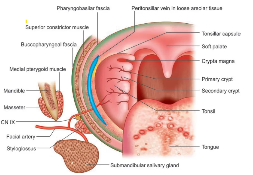 Structures in Bed of Tonsil