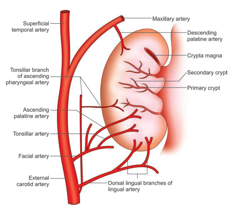 Blood supply of tonsil