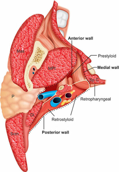 Contents of parapharyngeal space