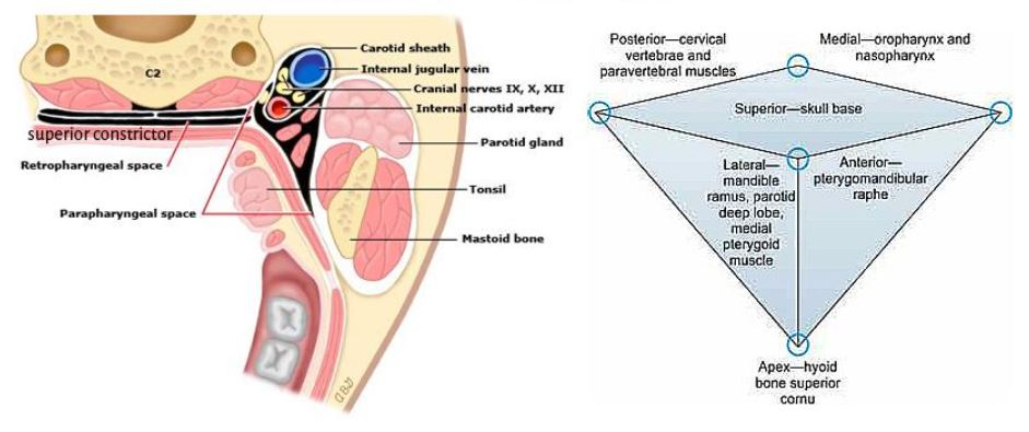 Parapharyngeal Space Anatomy and Clinical Importance
